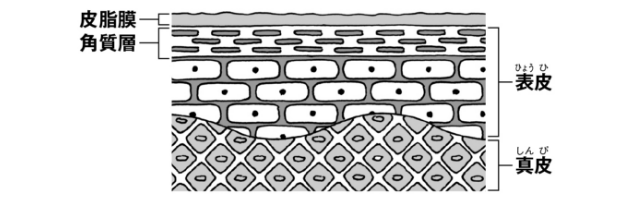 皮膚の構造