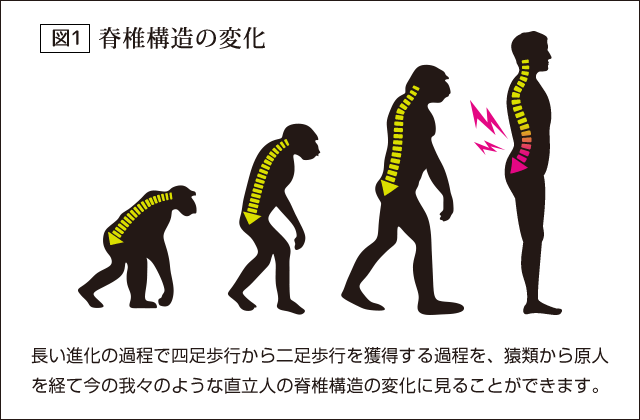 （図1）脊椎構造の変化