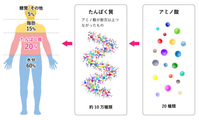 体の重要な構成要素