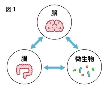 脳－腸－微生物相関