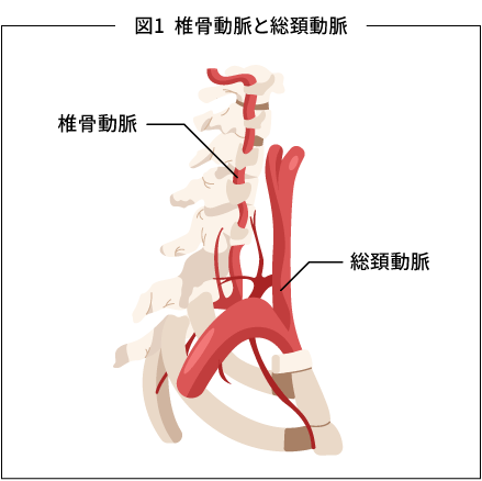 図１椎骨動脈と総頚動脈